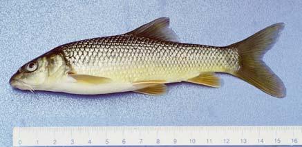 Vücudunu örten pulların uç kısmında küçük ve siyah renkli pigment taneleri görülür(geldiay ve Balık, 1996). Şekil 7. Leuciscus cephalus Figure 7.