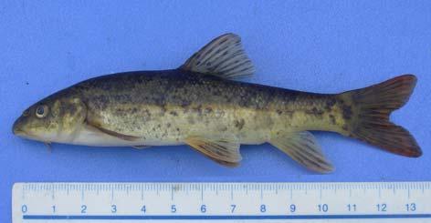 Barbus plebejus escherichi (Steindachner, 1897) Türkçe Adı: Bıyıklı Balık Örnek Sayısı: 76 Yoğunluğu : %15.29 Vücut nispeten alçak ve uzun yapılıdır. Baş uzun yapılı ve üst tarafı hafif kubbemsidir.