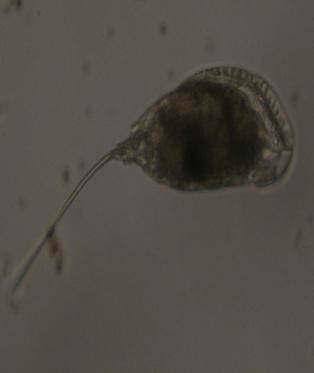 Length: 82-140 µm, Foot: 35 µm, Toe: 20-23 µm, Trophy: 24-30 µm (Koste, 1978). Ecology: It is found in lakes, temporary waters, pools and ponds.
