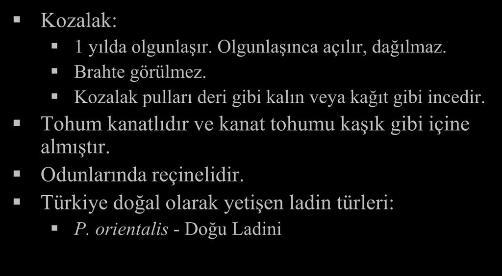 Picea (Ladin) Kozalak: 1 yılda olgunlaşır. Olgunlaşınca açılır, dağılmaz.