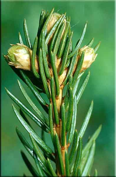 Picea