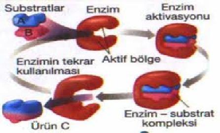 İkinci önemli husus ise; istenilen etkileri oluşturmak ve hedeflenen kalitede gıda üretebilmek için enzimler "işlem yardımcısı" olarak gıda süreçleri sırasında da kullanılmaktadır.