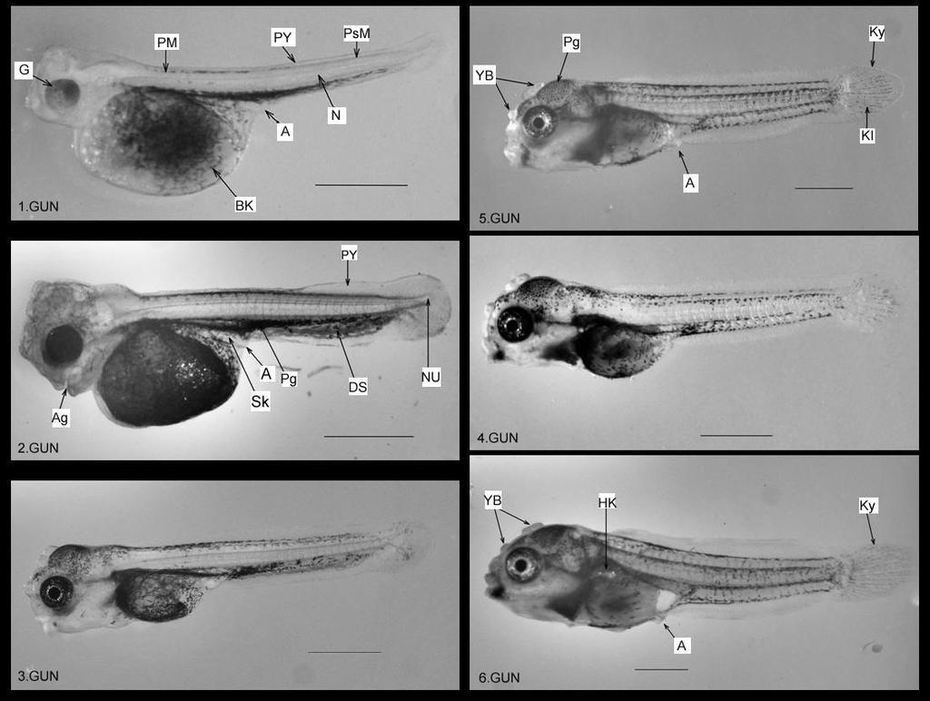 Şekil 1. Figure 1. Diskus larvalarının 1-6. günlerde morfolojik gelişim görüntüleri.