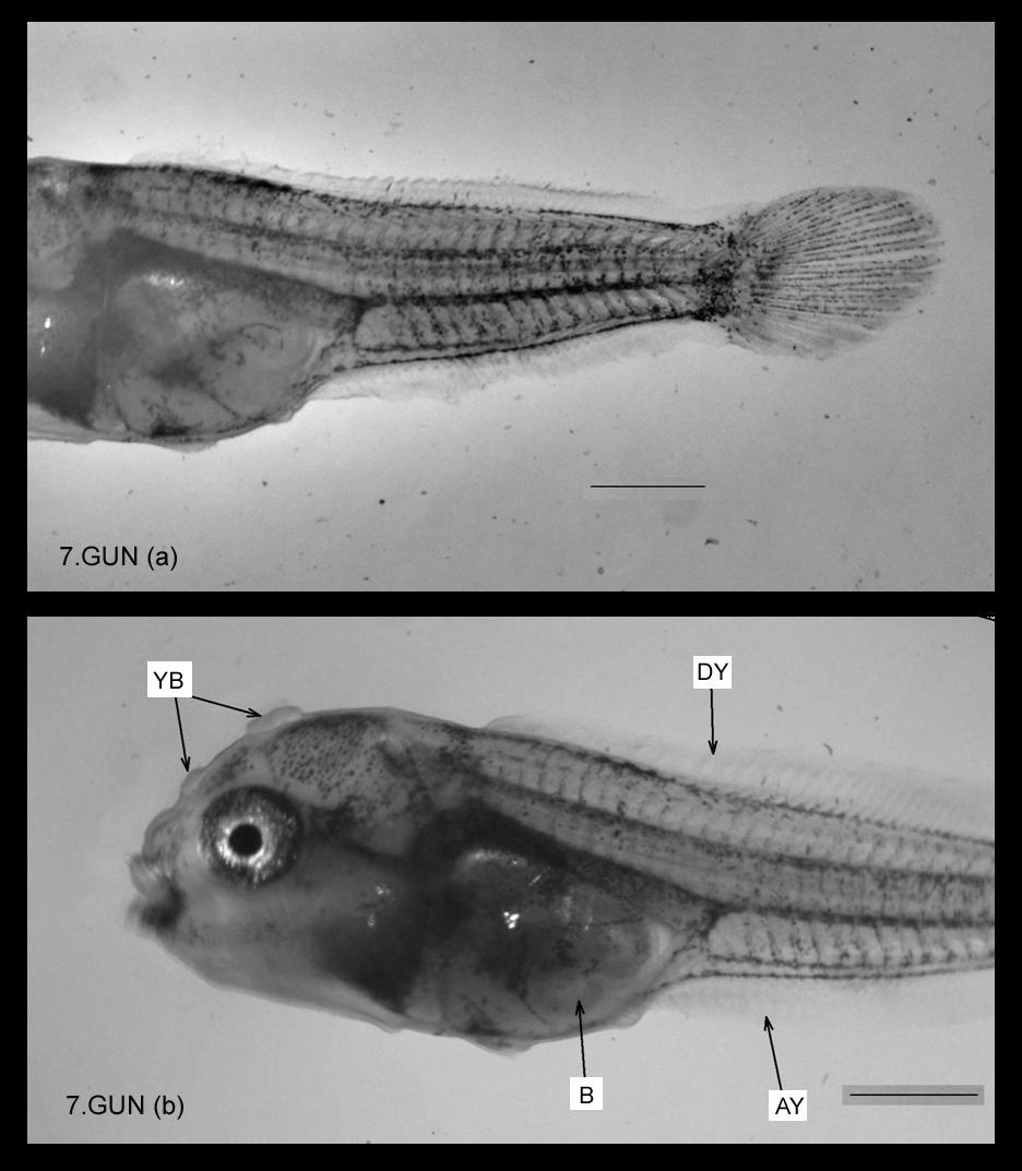 Şekil 3. 7.gün diskus larvalarının dış görünüşü. DY; dorsal yüzgeç, AY; anal yüzgeç, B; bağırsak, YB; yapışma bezleri.