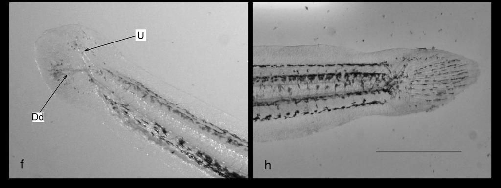 Ölçek skalası 1mm. Figure 4. Fin, notochord and flexion of discus larvae 2,3,4 and 5 DAH. e: 2. gün, f: 3.