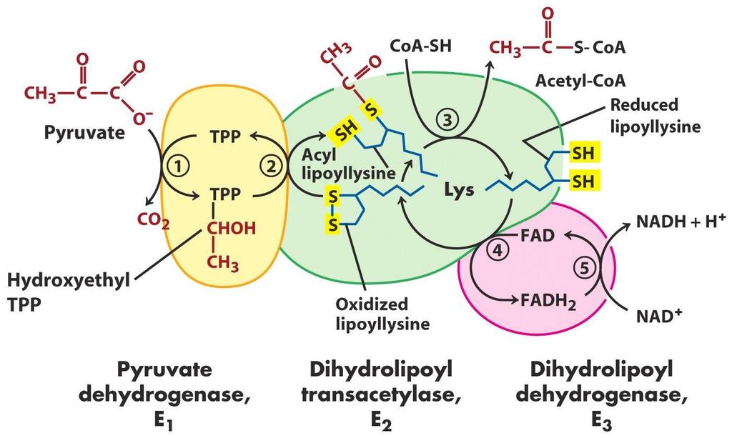 TPP halkasına bağlanan pirüvat, pirüvat dekarboksilaz enziminin etkisiyle dekarboksile olarak hidroksi etil TPP ı oluşturur (TPP ın enzime bağlanması kovalent değildir ve Mg +2 iyonlarına gerek