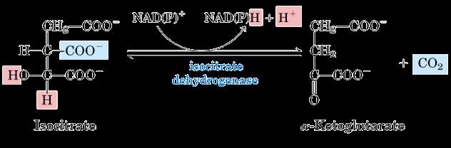 2. Basamakta sitrat daha kolay yükseltgenebilen izositrata dönüşür. 1 molekül su ayrılır, sonra tekrar katılır.