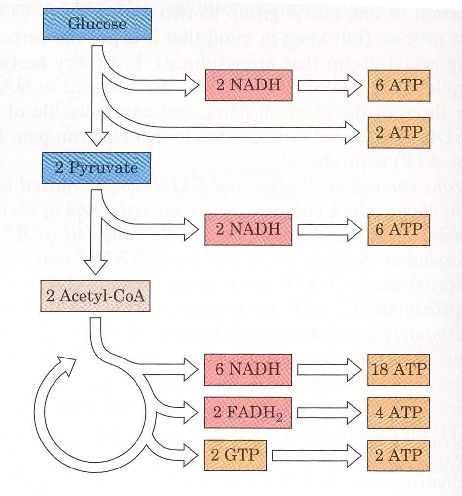 - bir FADH2, 2 ATP - bir NADH ise 3 ATP verir. Bir glukoz molekülünden glikoliz yolunda iki pirüvat oluşur.