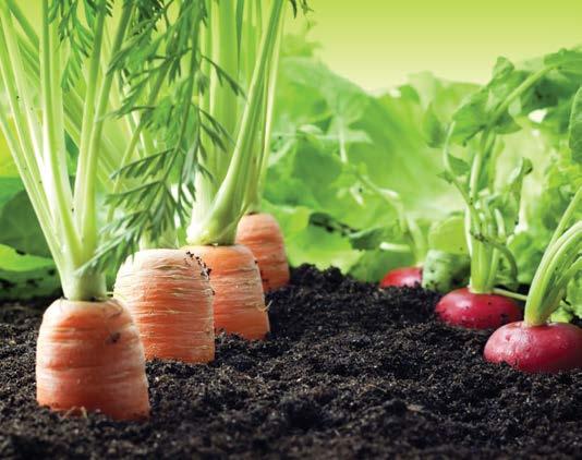 Rivo Sıvı Vermikompost un başlıca avantajları aşağıdaki gibidir: Evrensellik Çevre güvenliği Verimde artış ve geliştirilmiş ürün kalitesi Bitkilerin korunması Etkili toprak iyileştirme Basit üretim