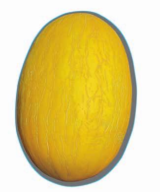 Bitki başına 3-4 meyve. Açık tarla yetiştiriciliğine uygun Piel de Sapo tipi kavun çeşidi. 2,5-3 kg meyve ağırlığı. Eliptik oval meyve şekli. Olgun kabuk rengi hafif yeşilimsi sarı. Hafif çıtırlı.