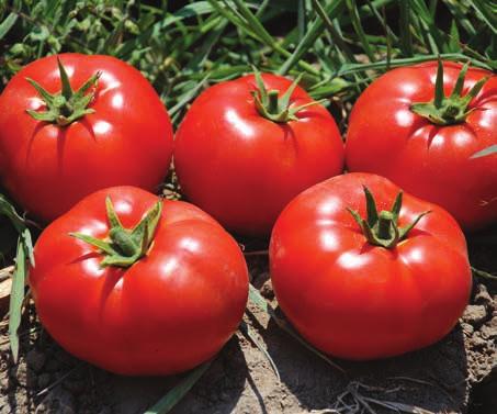 geç hasatlarda bile hastalığa dayanıklı. Açık tarla sofralık domates çeşidi. 220-240 gr meyve ağırlığı. Hafif basık meyve şekli. Sert ve raf ömrü uzun. Yeşil omuz yapmayan, koyu kırmızı renk.