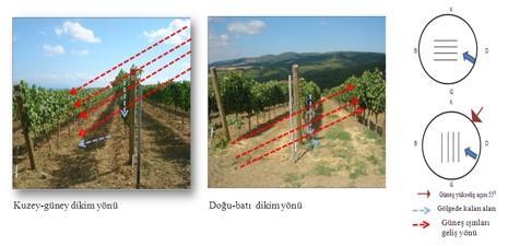 Bulunan değerlerin her iki dikim yönü için birbirine yakın olduğunu söylemek mümkündür ancak; K-G doğrultusunda dikimin tercih