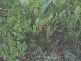 Vicia cracca L. subsp. Resim.6.