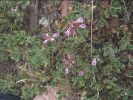 Thymus sipyleus Boiss. Resim 1.