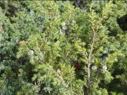 Mentha longifolia (L.).