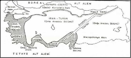 9 b. Öksin (Karadeniz Alanı) B-Tetis (Eski Akdeniz) alt alemi a.akdeniz Bölgesi Doğu Akdeniz Alanı b.