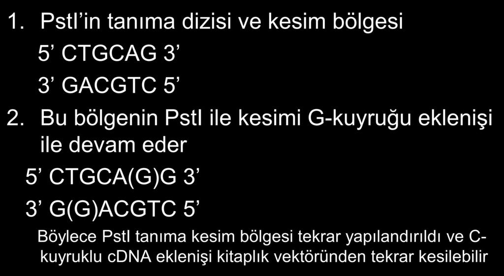 Bu bölgenin PstI ile kesimi G-kuyruğu eklenişi ile devam eder 5 CTGCA(G)G 3 3 G(G)ACGTC 5