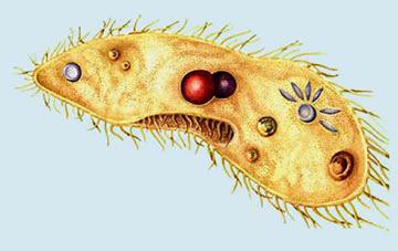 Protozoalar Şekil: Paramecium sp. (terliksi) Şekil: Amip, Terliksi, Kamçılı Protozoa ya da bir hücreliler; genellikle mikroskobik, bir hücreli ve ökaryotik canlıları içeren bir Protista alt alemidir.