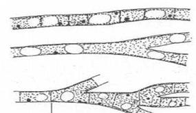 Eşeyli çoğalmalarında; kaynaşma (hologami), merogami ve konjugasyon görülür. Tek olarak ya da koloni şeklinde yaşayan tek hücreli canlılardır. Bugüne kadar 60.