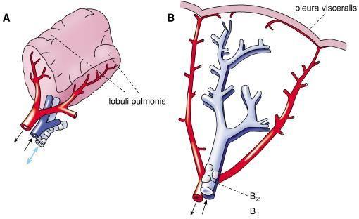 Lobulus