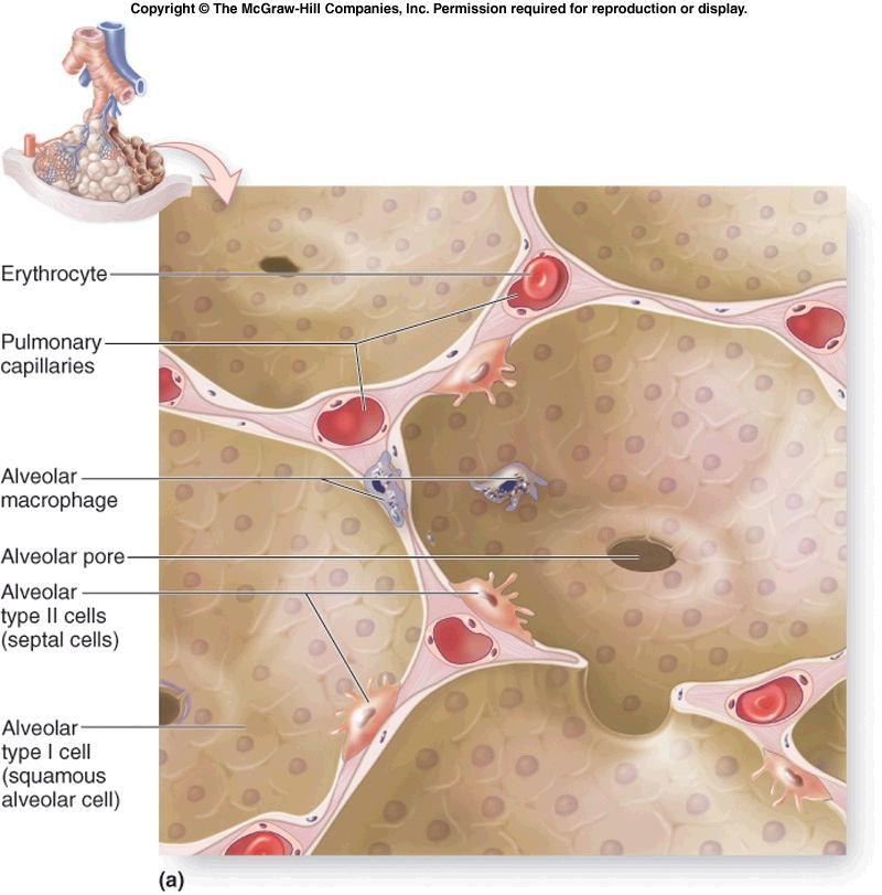 !!! Alveol lümeni ile alveol duvarındaki kapillerlerin yakınlığına dikkat ediniz.