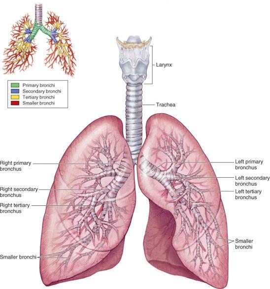 !!! Akciğer hastalıkları solunum yollarını (Trakea ve