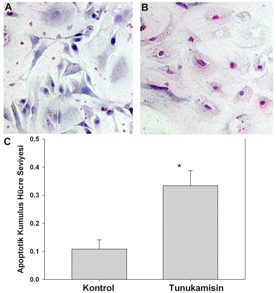ġekil 1. A-C. Kümülüs hücre kültüründe tunukamisinin hücre apopitozuna etkisi. A) Kontrol grubu kümülüs hücreleri; B) Tunukamisin ile uyarılan kumulus hücreleri.