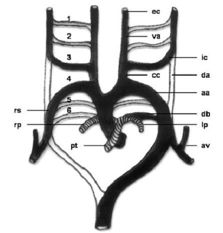 Resim 1. Aortik ark ve dallarının gelişiminin şematik gösterimi.
