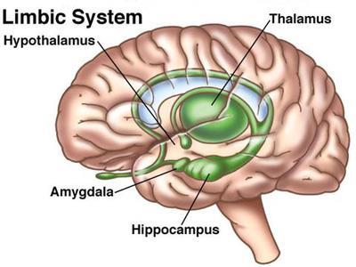 Amigdala, duyusal ve bilişsel bilginin bütünleştirilmesi Korku yanıtı