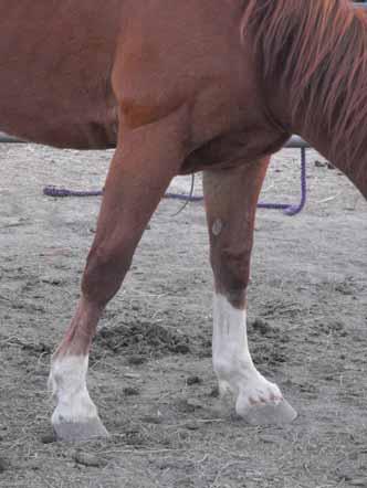 ATÇININ SESİ Ayakları Mühürlü Atlar Bir çivi bir nalı, Bir nal bir tırnağı, Bir tırnak bir ayağı, Bir ayak bir atı, Bir at bir kumandanı, Bir kumandan bir vatanı mahvedebilir.