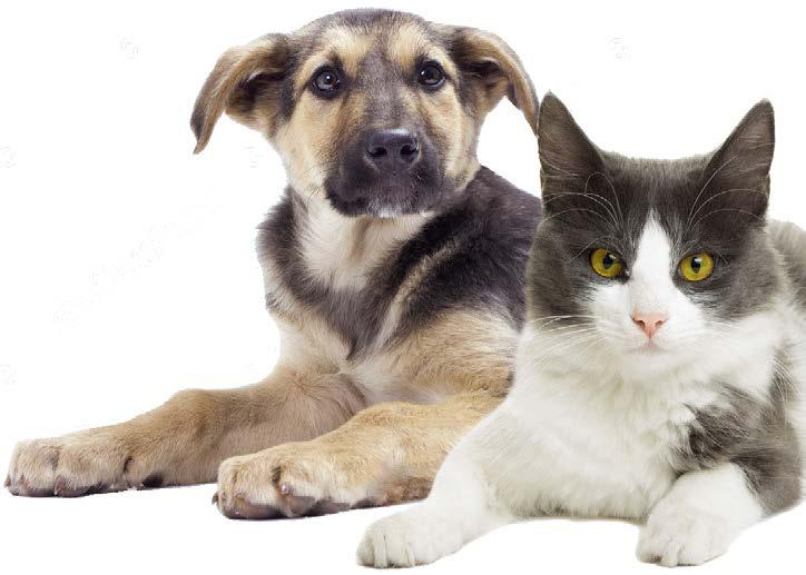 Testis içi kimyasal enjeksiyon sokakta yaşayan erkek köpek ya da kedinin yaşamını sürdürdüğü ortamda ve mobil gezici kliniklerle de pratikte yapılması mümkündür.