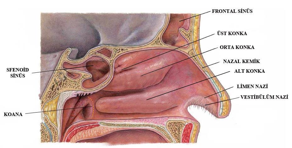 Her iki taraftaki nazal kavite, anterior nares yoluyla vestibüle açılır. Posteriorda koana yolu ile nasofarenkse açılır. Nazal septum her bir nazal kavitenin medial duvarını oluşturur.