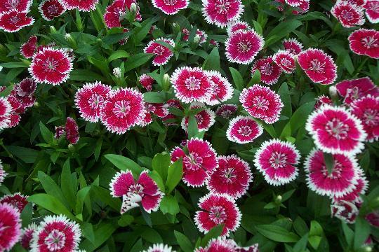 Dianthus