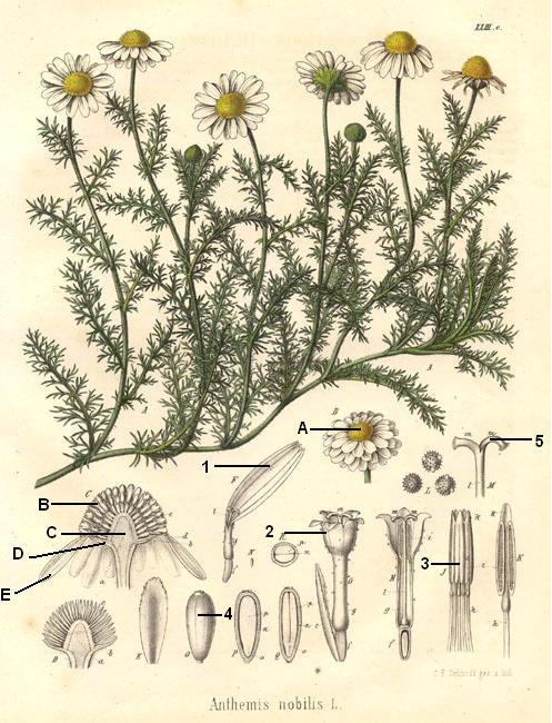 2.1.4. Anthemis nobilis 11 Çok yıllık bitkilerdir. Genel görünümü papatyaya benzer. Gövde prokumbent. Yapraklar alternat, bipinnat parçalı, tüylü veya çıplak.