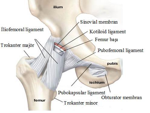 Kapsülün bazı yerlerinde kapsüler yapılar kalınlaşarak interkapsüler ligamentler oluşturur ki, bunlardan üçü belirgin olarak görülür: (Şekil2) Şekil 2. Kalça ekleminin ligamentoz yapısı.(11) 1.