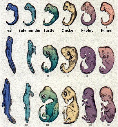 Sistematik = Taksonomi; Sistematikçi = Taksonomist. Canlıları tanımlayıp adlandıran biyoloji dalı. Türler arası akrabalıkların incelenmesidir.
