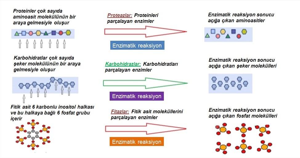 NATURAZYME Naturazyme enzim grubu karbohidrazlar, proteaz ve fitaz enzimlerini içerir. Tüm hayvanlar besinleri sindirmek için enzimleri kullanırlar.