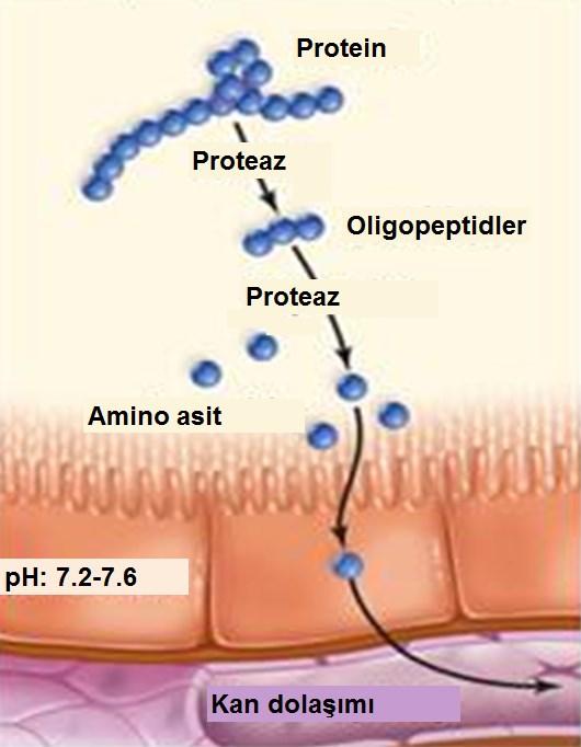 Proteaz Naturazyme Broiler ve Naturazyme Layer, proteinleri parçalayan proteaz enzimi (E.C 3.4.23.6) içerir. Proteinler kanatlı beslenmesinde önemli besin maddelerinden biridir.