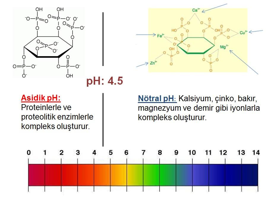 Fitaz Naturazyme Phytase, fitik asidi parçalayan fitaz enzimi (E.C 3.1.3.26) içerir. Fosfor, kanatlı beslenmesinde gerekli olan bir iz elementtir.