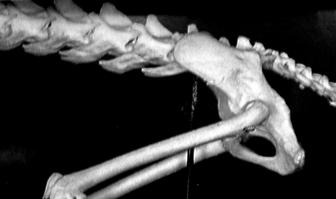 1 1. GİRİŞ 1.1. Anatomi Tibia ve fibula kemikleri birlikte Ossa Cruris olarak isimlendirilir.