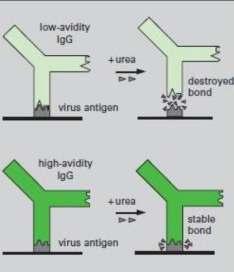 IgG Avidite testi Özgül antijene bağlanan antikorun afinitesini ölçmeye dayanır.