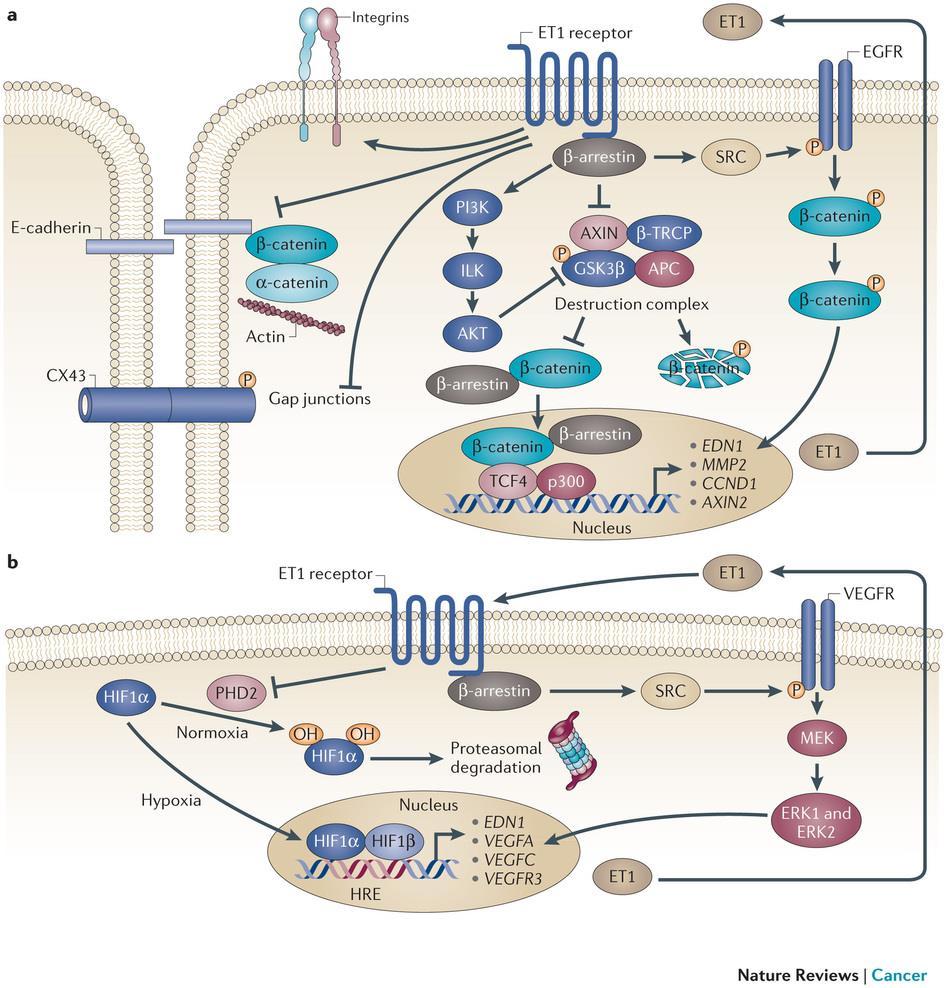 ET-1, VEGF ekspresyonunu artırır, ERK yolağı aktive olur (APC yolağı) VEGF, endotelin-1 in vasküler endotelial hücreleri etkilemesini