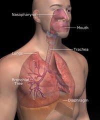 4 Nefes ile alınan hava önce ağız ve burun boşluğuna, sonra yutak, gırtlak, nefes borusu, bronş ve buradan da çok sayıdaki bronşiollere gider.