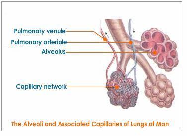 İçinde bronşlar, bronşioller, alveoller, kan damarları, elastik dokular, sinirler gibi yapıları bulundurur. Sağ akciğerimiz 3 lob, sol akciğerimiz ise 2 lobdan oluşur.