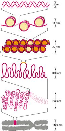 DNA çift heliksinden kısa bir bölüm Nükleozomların kromatin oluşturması Nükleozomların paketlenmesiyle oluşan 30nm çaplı kromatin Çözünmüş