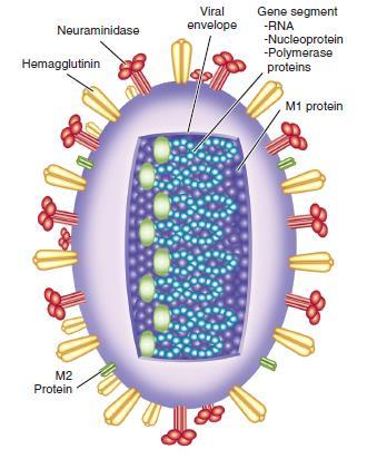 İnfluenza virus Ortomyxoviridae ailesi Influenza A, B, C (B yalnızca insanlarda) İnfluenza A yüzey