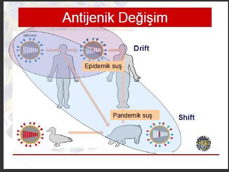 Antijenik shift İnfluenza A virüse özgü, yeni bir HA ve /veya NA, içeren virüs pandemi sebebi