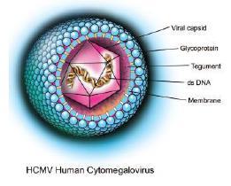 Sitomegalovirus (CMV) Herpesviridae ailesi Beta herpesvirus alt grubu, herpes virus 5, yalnızca insanlarda infeksiyon nedenidir.