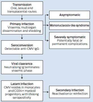 CMV primer ve sekonder infeksiyonları %60-70 seropozitiflik GİS: kolit, enterit, hepatit, pankreatit, Solunum: pnömoni Hematolojik: trombositopeni, anemi, lökopeni, DİK