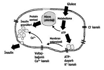 Etki mekanizması: SU ve MTG (repaglinid ve nateglinid) grubu ilaçlar beta hücresi üzerinde bulunan potasyum kanallarının (K ATP -kanalları) bir subuniti olan SUR1 e bağlanırlar.